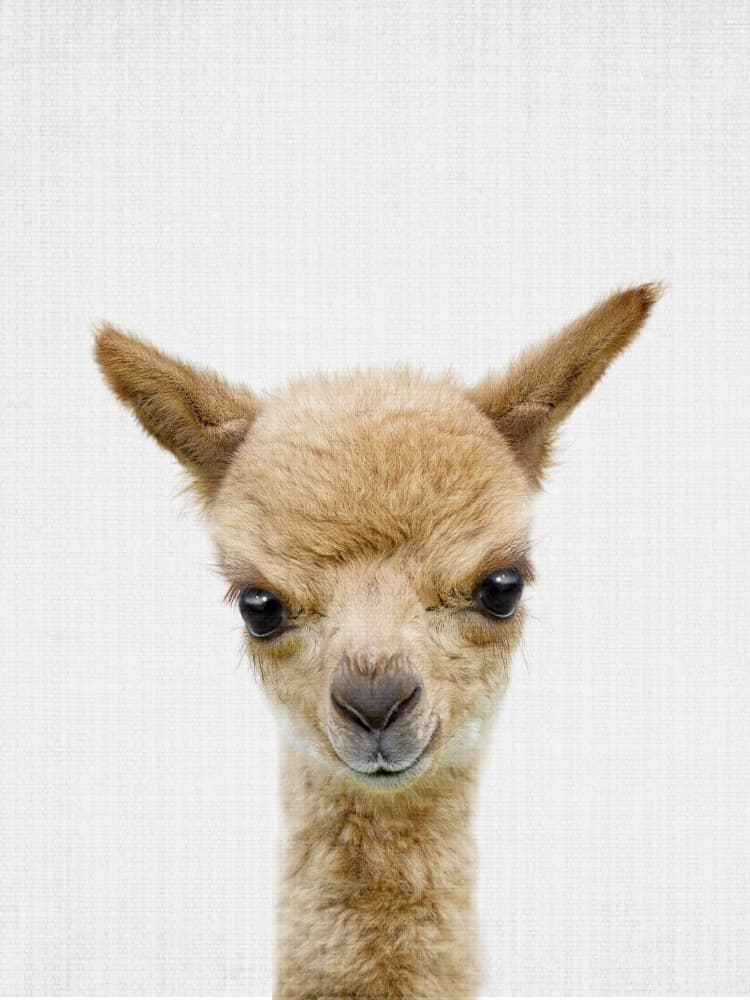 Curious Baby Alpaca by Lila &amp; Lola — canvas wall art