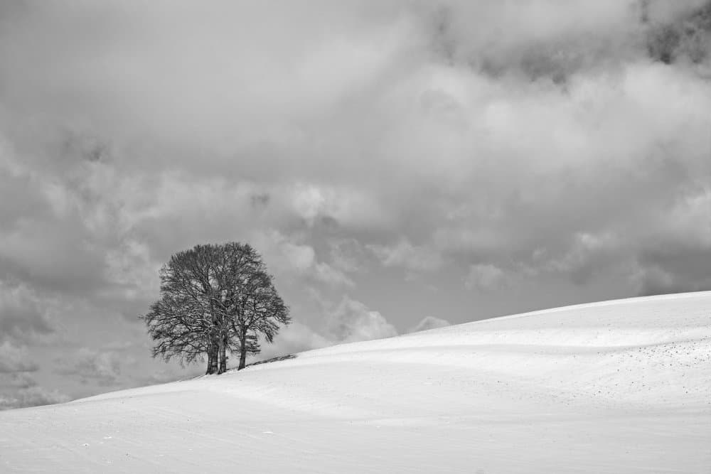 Solitary Winter Tree by Hans Peter Rank — canvas wall art