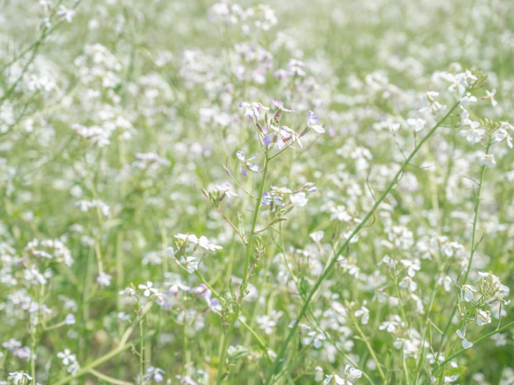 Soft Flower Field by Christa Stroo — canvas wall art