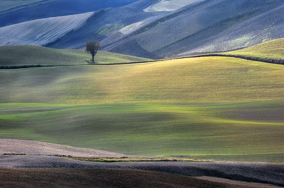 Rolling Hills Lone Tree by Jure Kravanja — canvas wall art