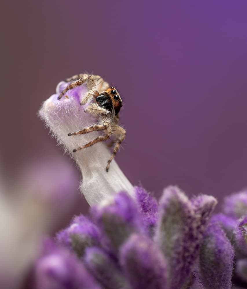 Lavender Jumping Spider by Summer2016 — canvas wall art
