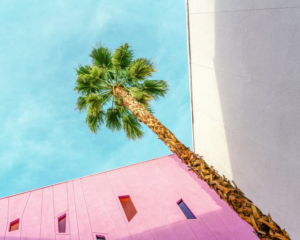 Palm Tree Lookup by Tom Windeknecht — canvas wall art