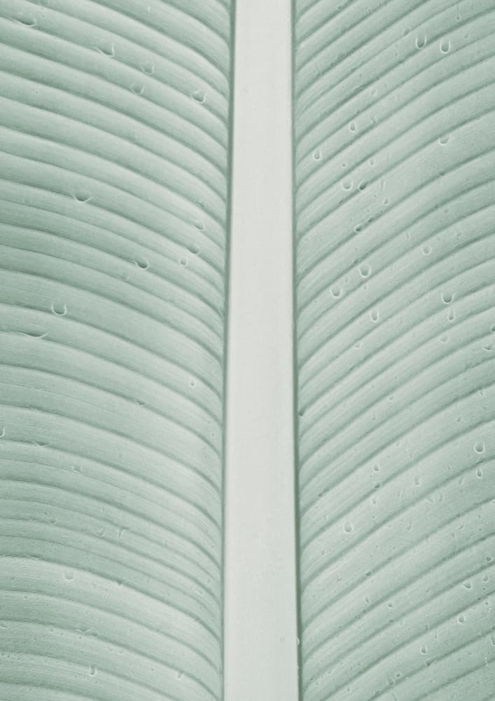 Tropical Veins by Shot by Clint — canvas wall art