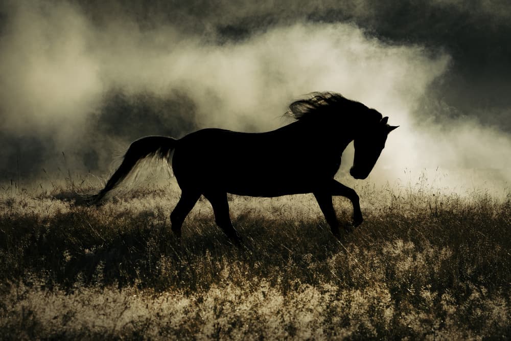 Wild Horse Silhouette by Cembrzynski Ignacy — canvas wall art