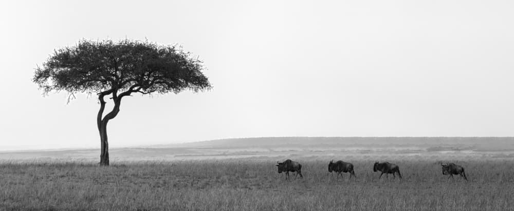 African Savanna Journey by Yu Mao — canvas wall art