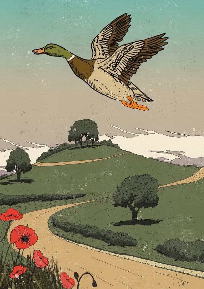 Mallard Over Rolling Hills by Nicholas — canvas wall art