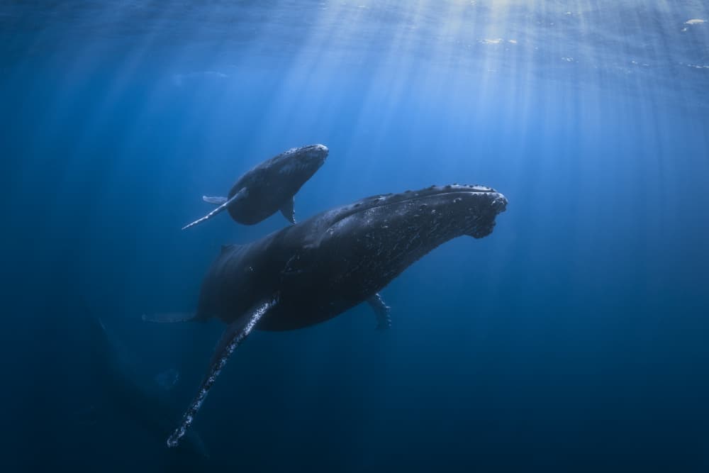 Whale Mother And Calf by Barathieu Gabriel — canvas wall art