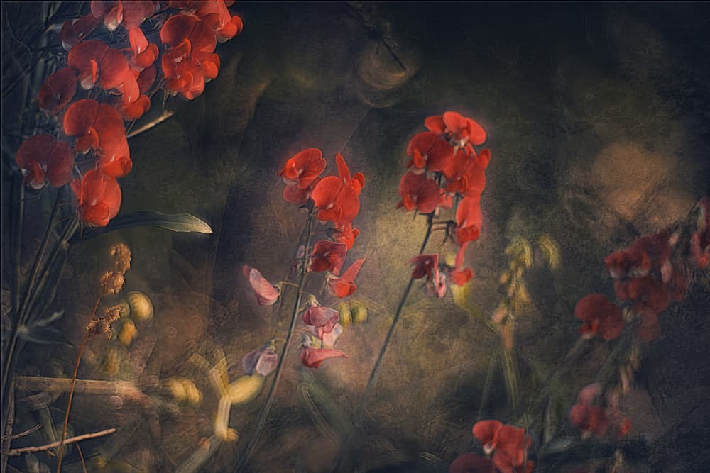 Moody Red Sweetpeas by Jan van der Linden — canvas wall art