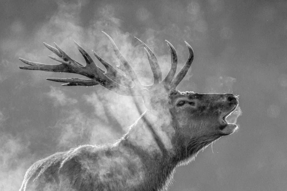 Roaring Elk In Winter by Joško Šimic — canvas wall art