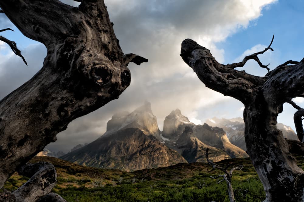 Ancient Trees Mountain Peaks by Michel Groleau — canvas wall art