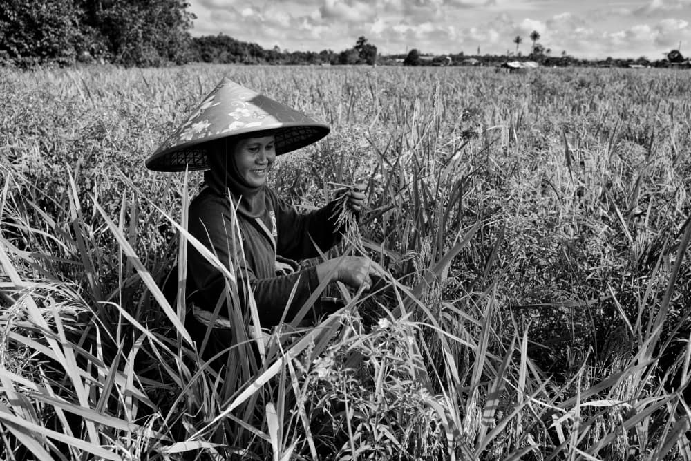 Happy Rice Farmer by Kieron Long — canvas wall art