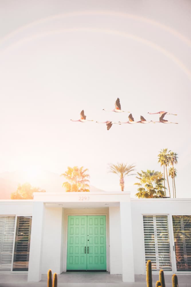 Flamingos In Palm Springs