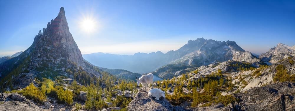 Majestic Mountain Goats by Yumian Deng — canvas wall art