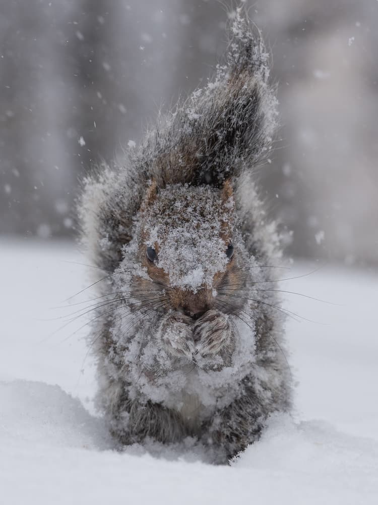 Cute Squirrel Snow Day by Patrick Dessureault — canvas wall art
