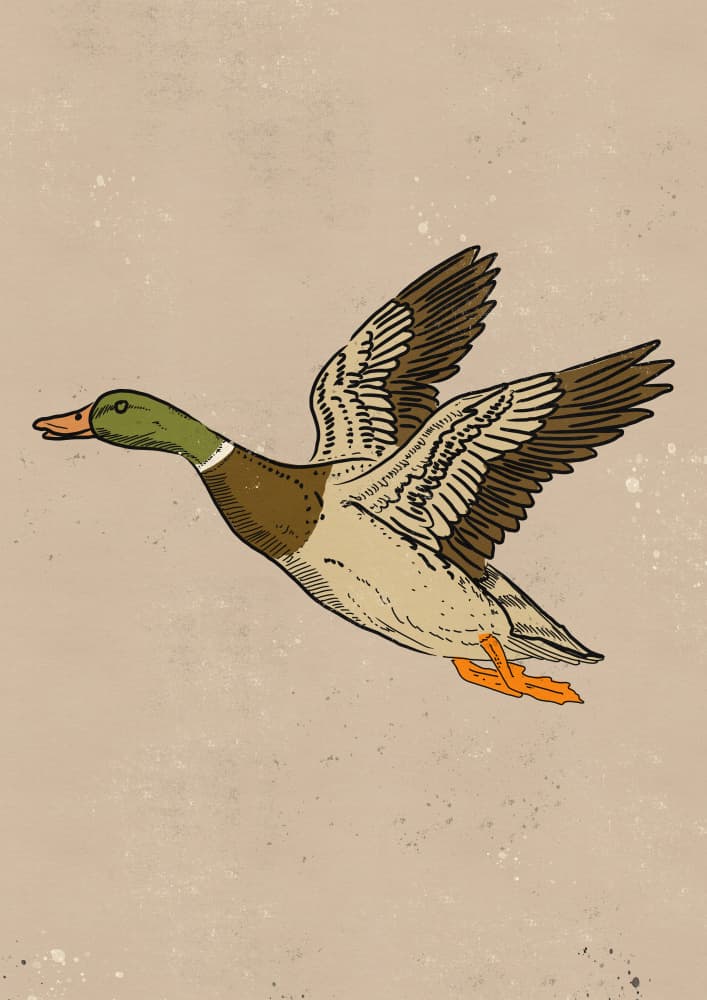 Flying Mallard Duck by Nicholas — canvas wall art