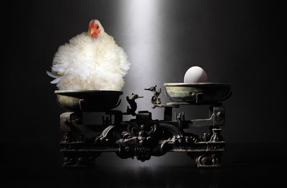 Chicken Egg Balance by Victoria Glinka — canvas wall art