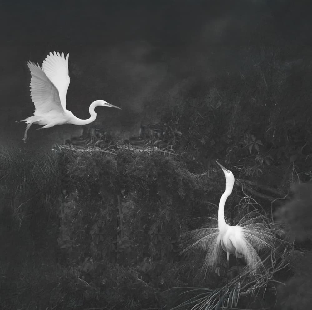 Egrets Courtship Dance by Ken Liang — canvas wall art