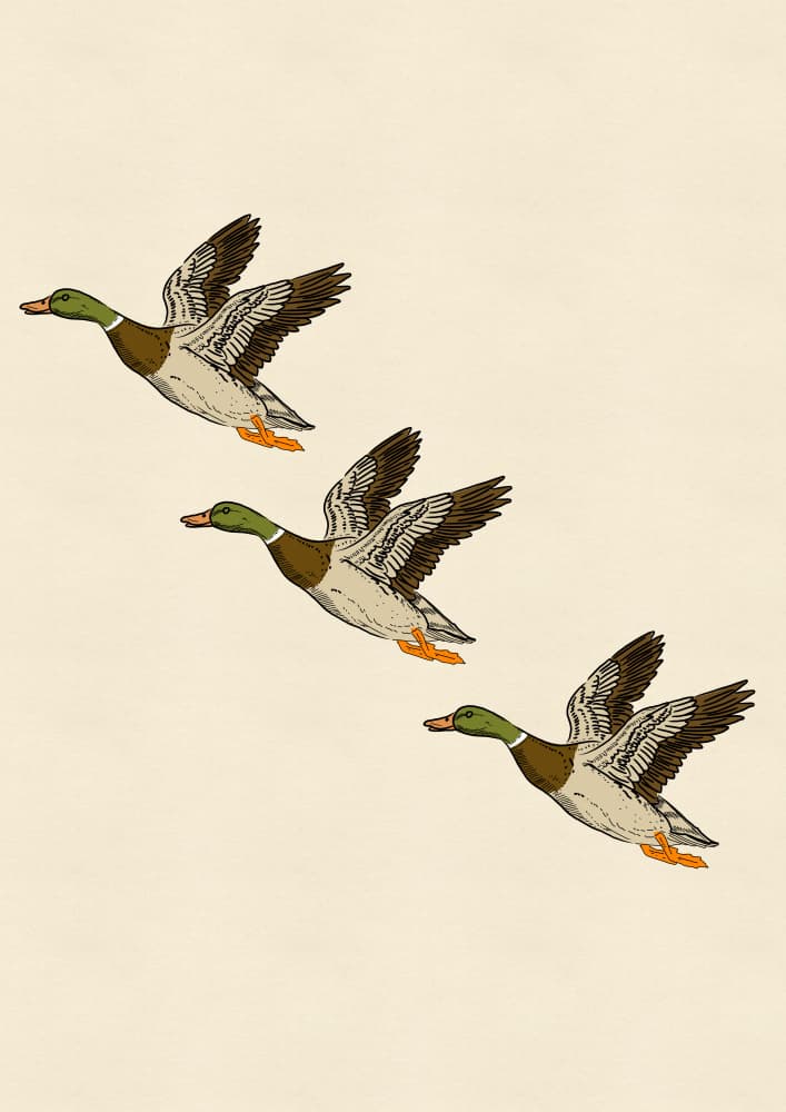 Mallards in Flight by Nicholas — canvas wall art