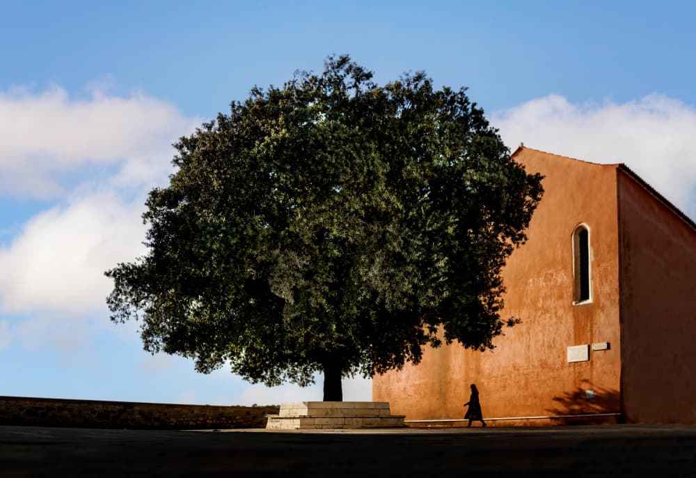 Quiet Walk Past Tree by Petar Lupic — canvas wall art
