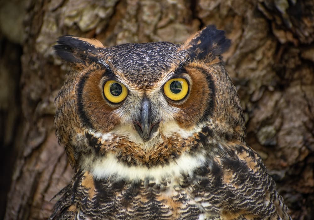 Vigilant Great Horned Owl by Marek Lapa — canvas wall art