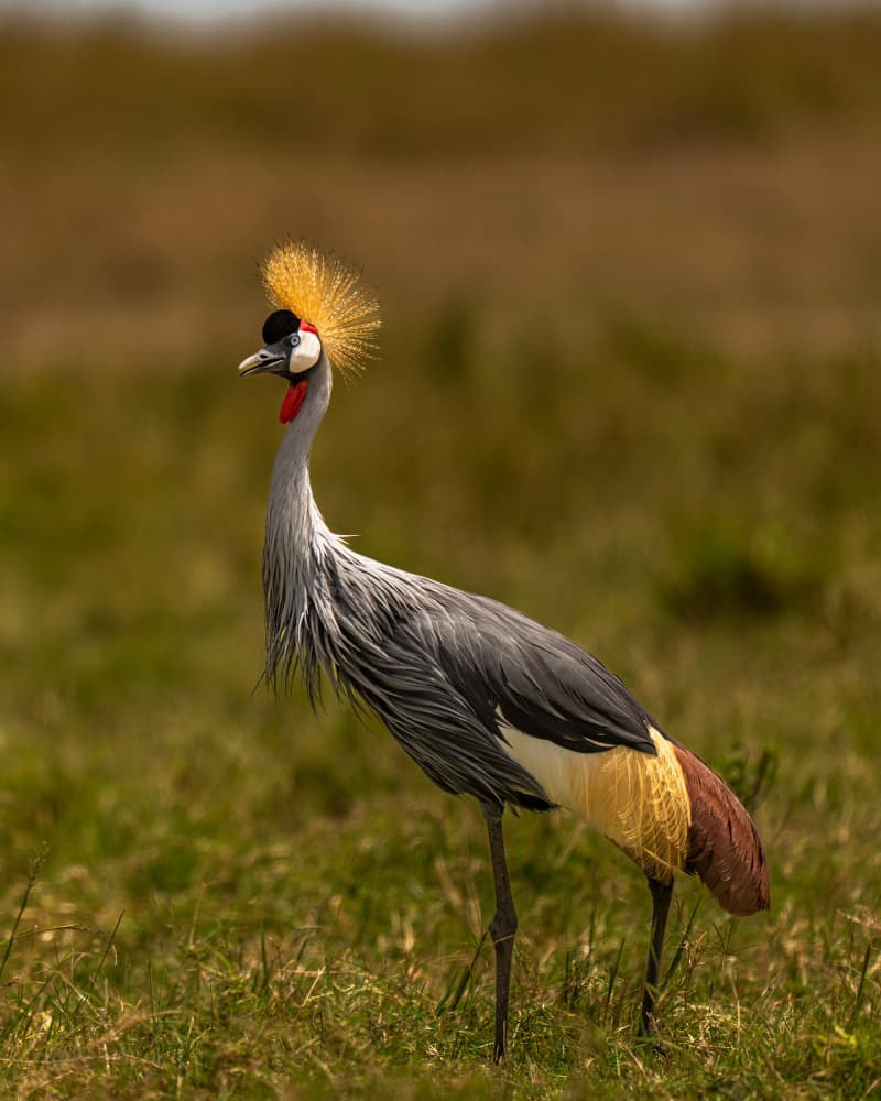 African Crowned Crane by Yogesh Bhatia — canvas wall art