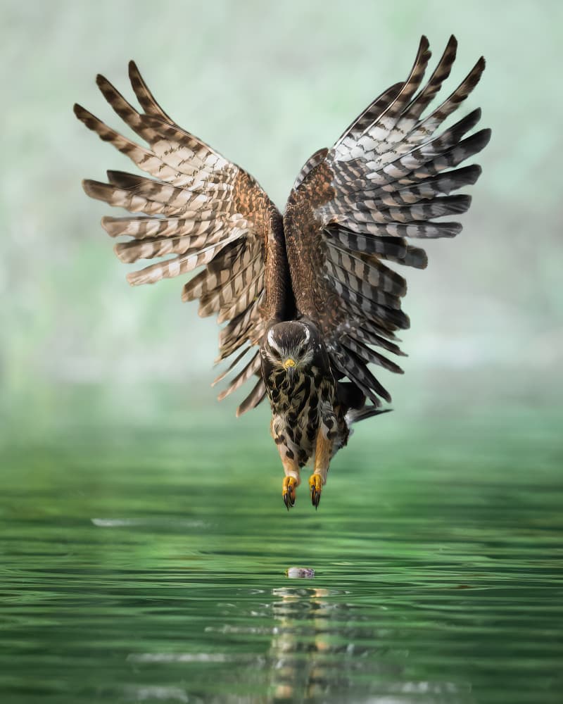 Focused Water Hunter by Lisandro PEREZ — canvas wall art