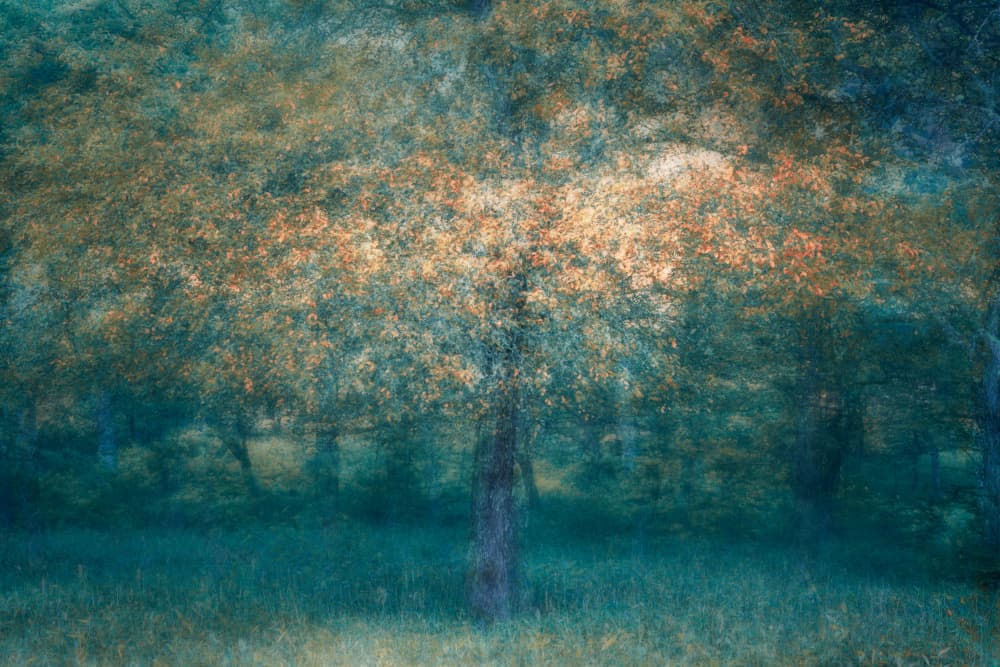 Dreamy Autumn Tree by Masaki Sugita — canvas wall art