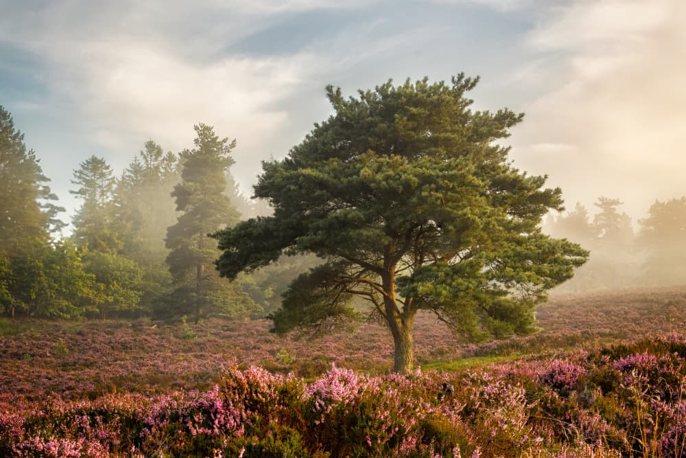 Golden Heather Morning by Leif Løndal — canvas wall art