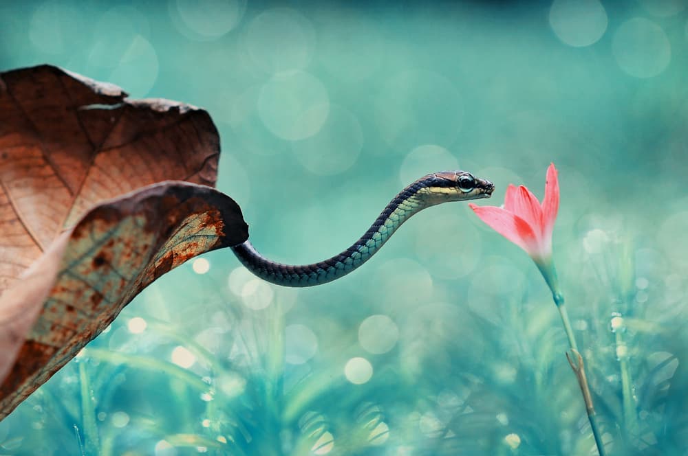 Curious Snake Pink Flower by Andri Priyadi — canvas wall art