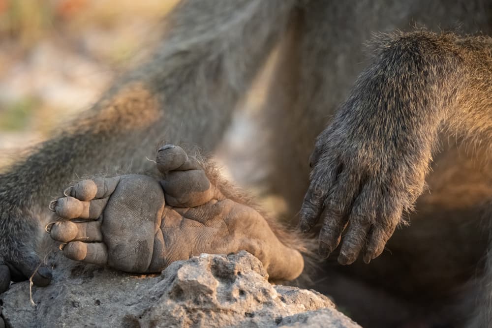 Baboon Foot And Hand by Etienne Steenkamp — canvas wall art