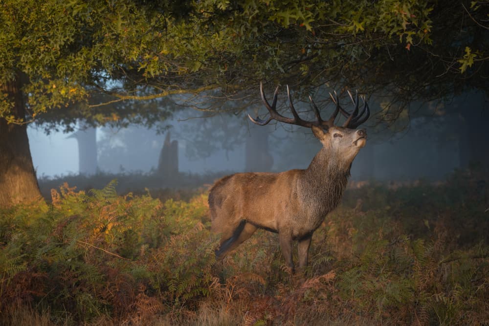 Majestic Stag Morning Mist by Andreea Selagea — canvas wall art