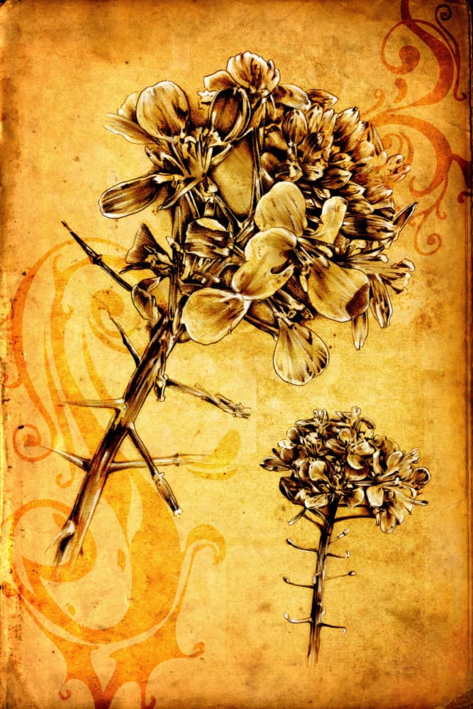 Vintage Floral Study by Rafal Kulik — canvas wall art