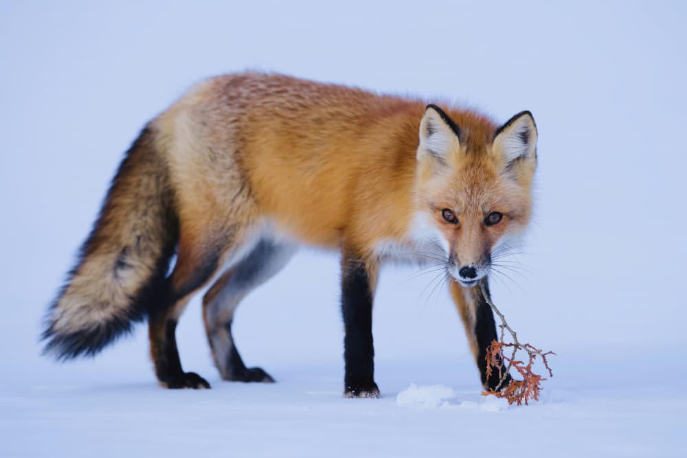 Curious Red Fox In Snow by Gavin Lam — canvas wall art
