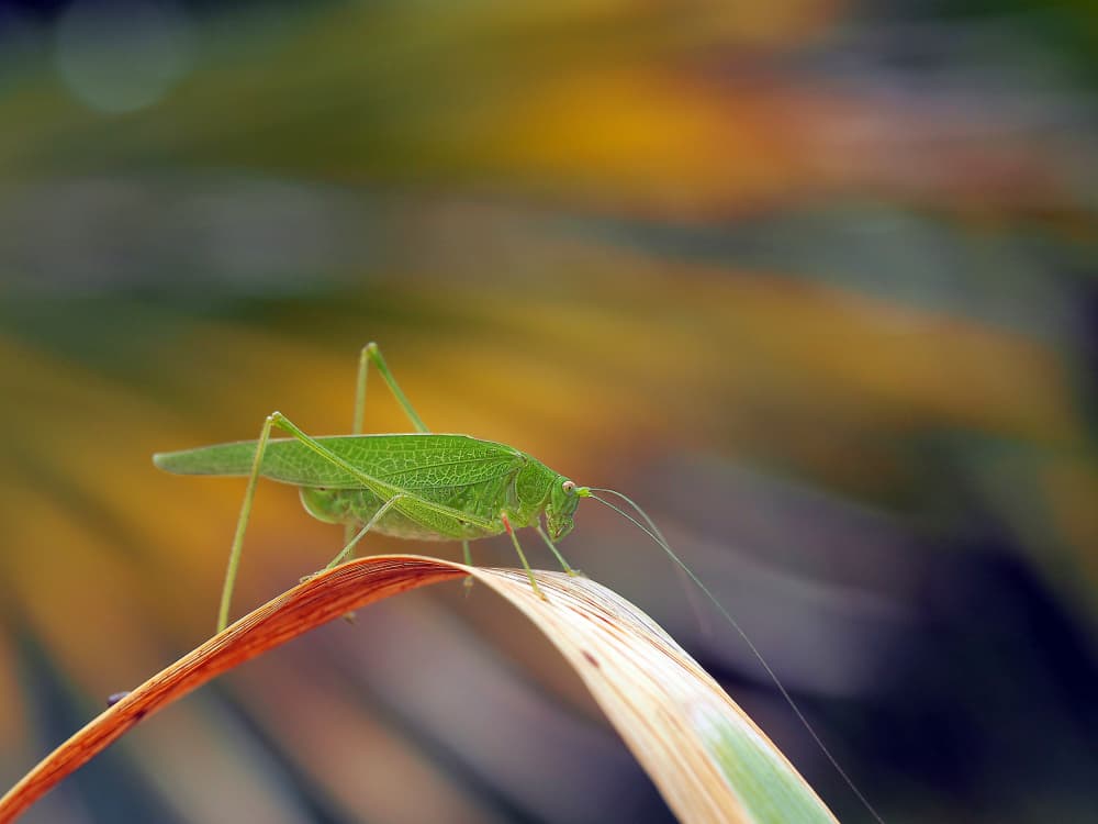 Vivid Green Grasshopper by Thierry Dufour — canvas wall art