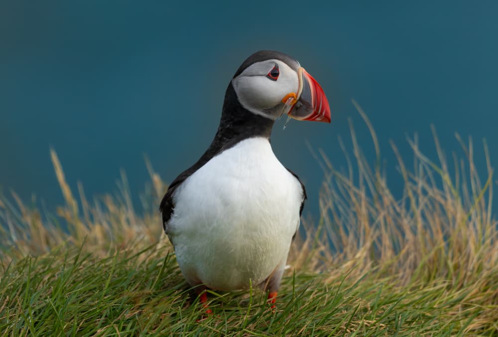 Atlantic Puffin On Cliff by Lazar Ioan Ovidiu — canvas wall art