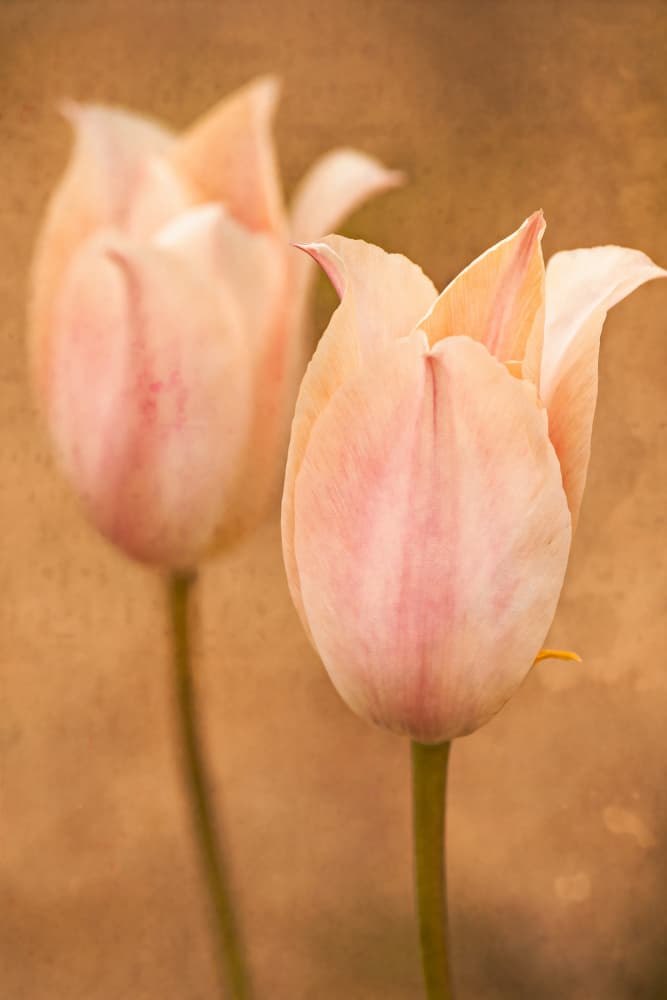 Soft Peach Tulips by Xiang yang Cui — canvas wall art
