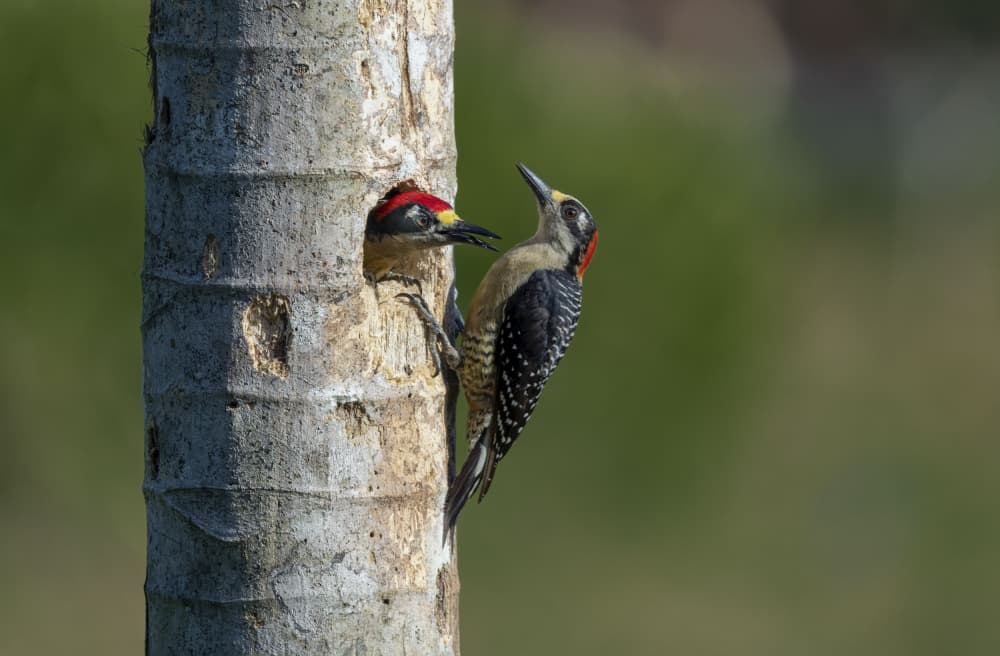 Woodpeckers Nest Feeding by Betty Liu — canvas wall art