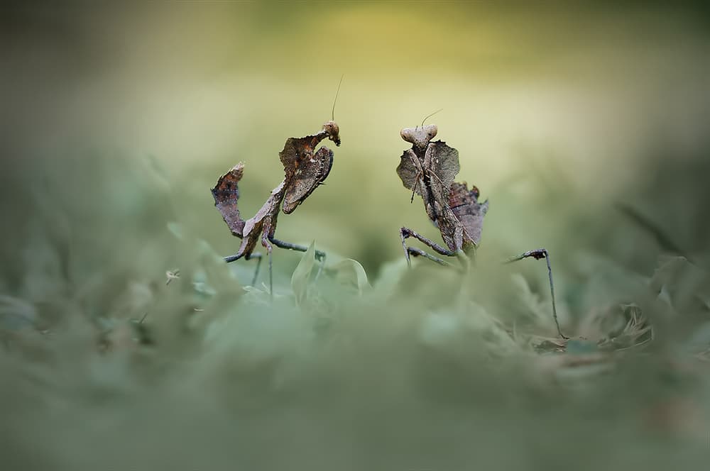 Two Leaf Mantises by Andri Priyadi — canvas wall art