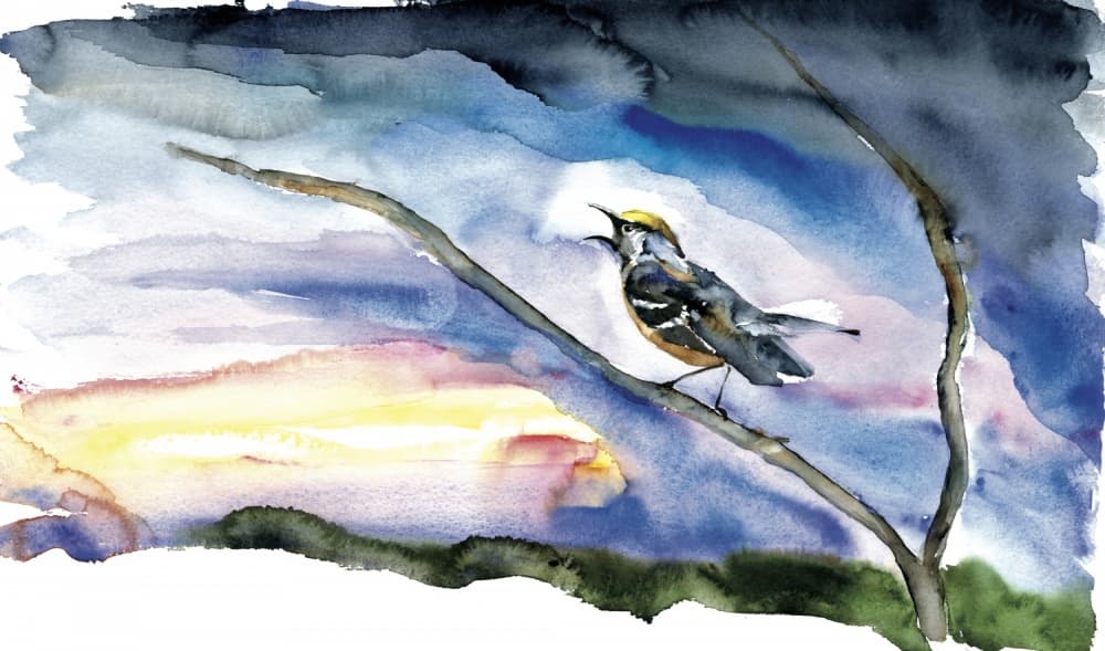 Singing Bird at Dawn by RodMacIver — canvas wall art
