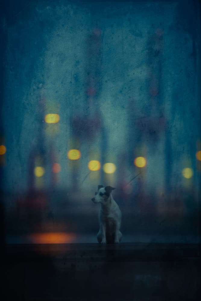 Lonely Dog City Lights by Heike Willers — canvas wall art