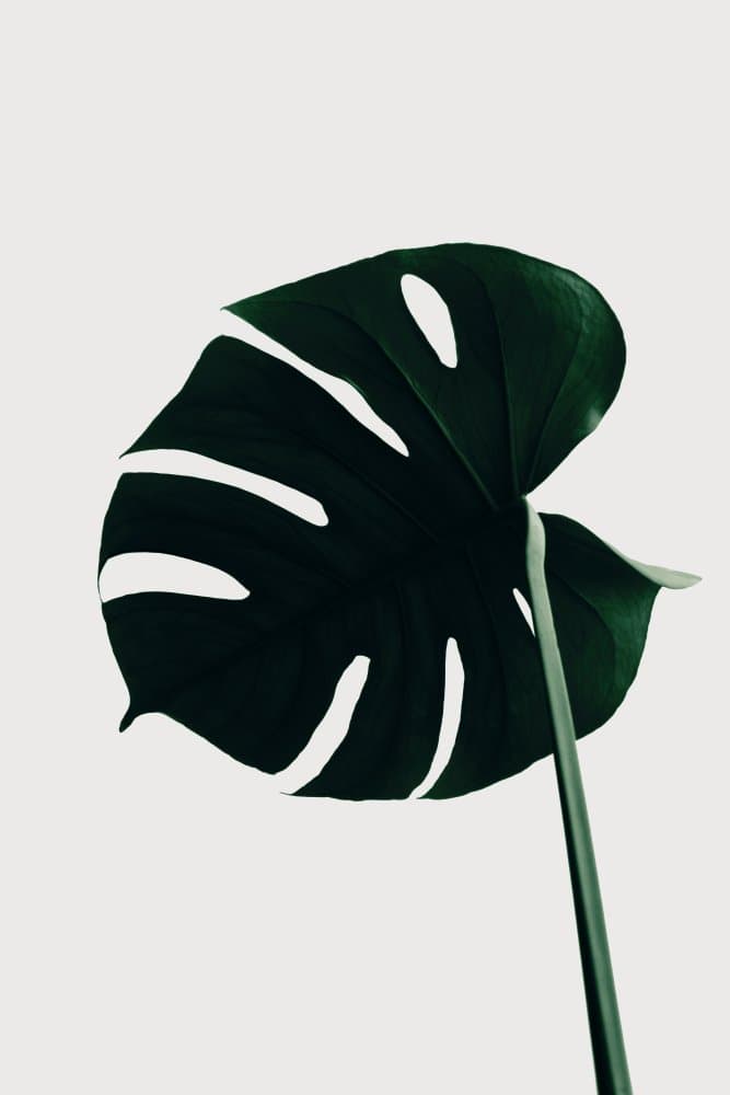 Elegant Monstera Leaf by Pictufy Studio III — canvas wall art