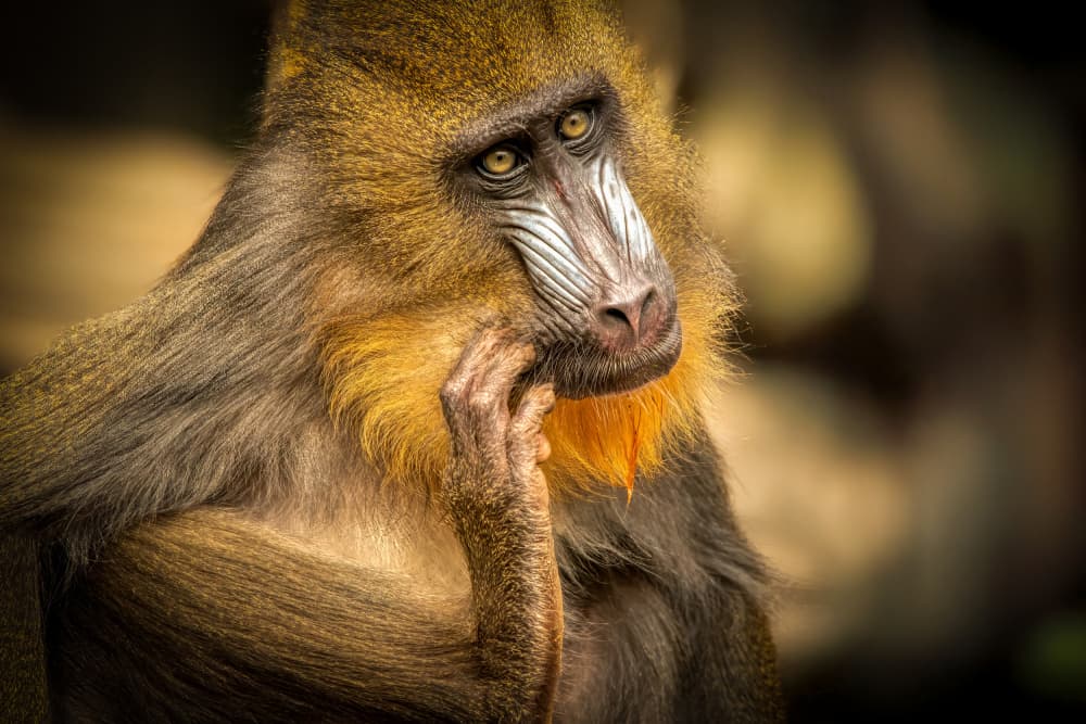 Thoughtful Mandrill by Piet Haaksma — canvas wall art