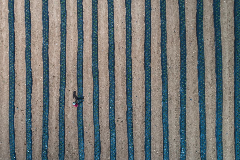 Aerial Farm Rows by Mustafa Binol — canvas wall art