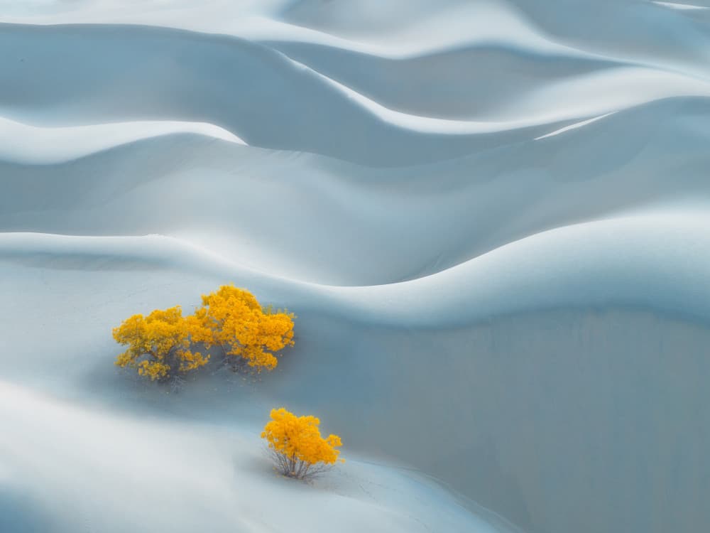 Yellow Trees Desert Dunes by Bingo Z — canvas wall art