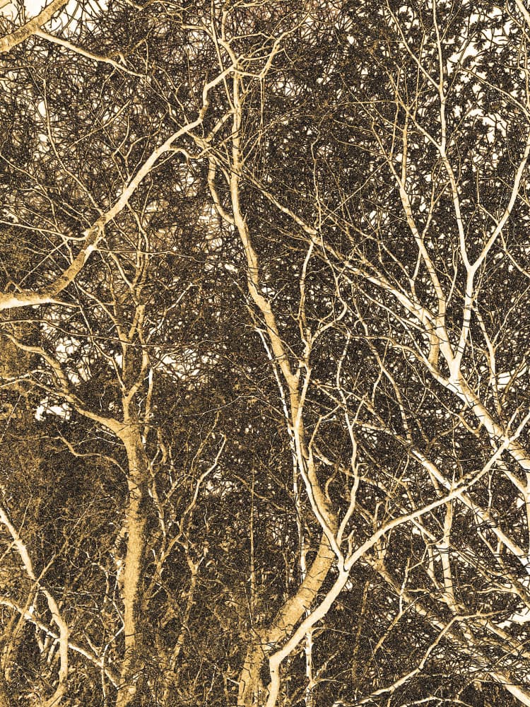 Vintage Tree Canopy by Santhosh ch — canvas wall art