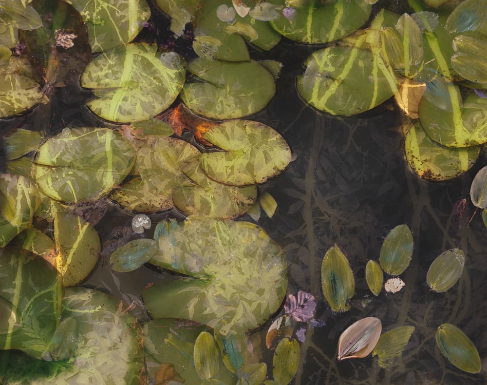 Pond plants by Nel Talen — canvas wall art