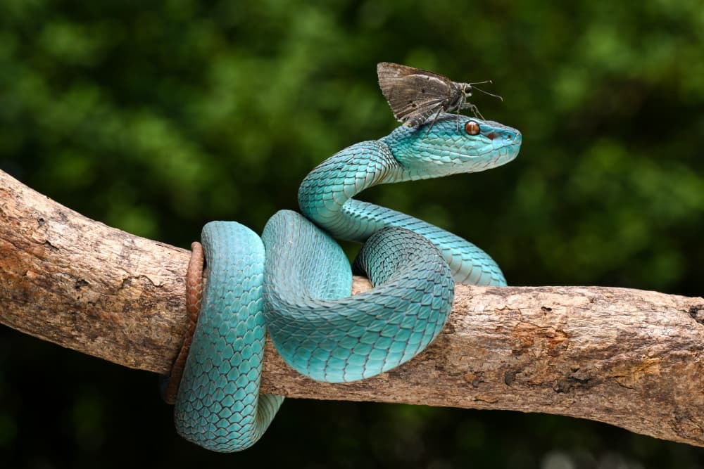 Blue Snake and Butterfly by Ajar Setiadi — canvas wall art