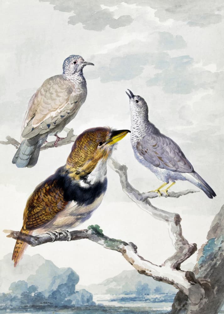 Three Birds, Two Inca Pigeons and a Collared Bearded Cuckoo by Aert Schouman — canvas wall art