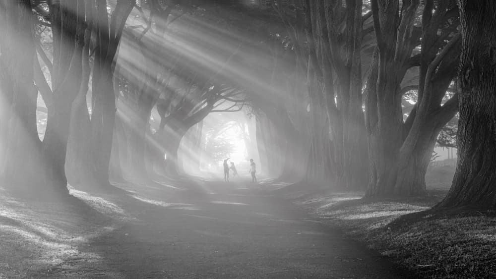 Ethereal Forest Light Path by Johnny Zhang — canvas wall art