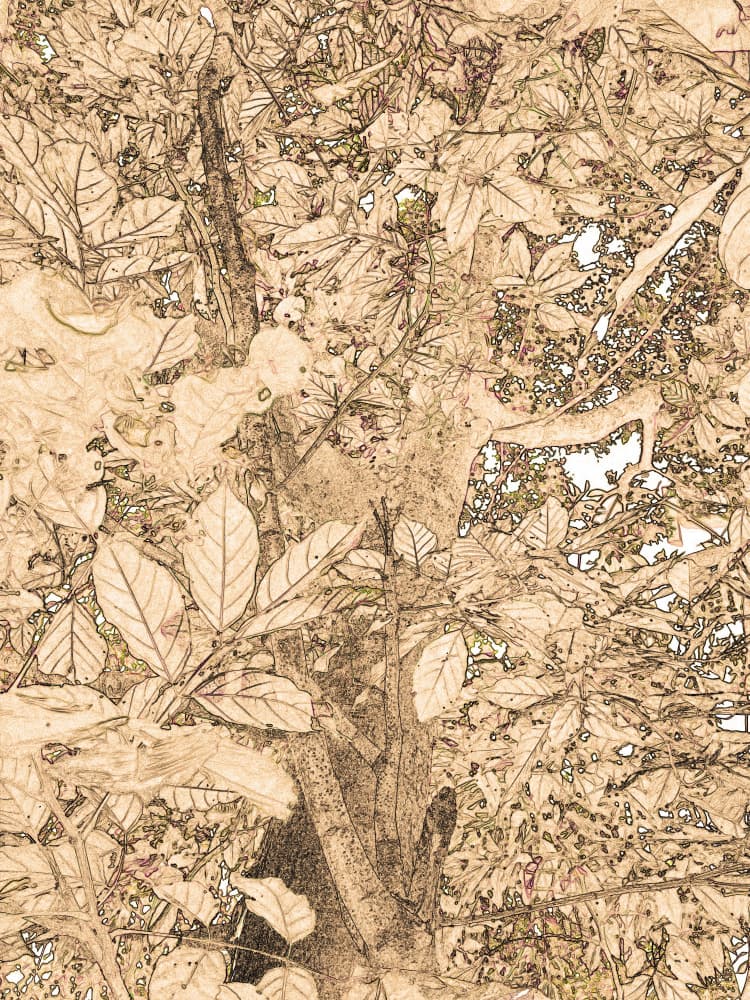 Botanical Tree Drawing by Santhosh ch — canvas wall art